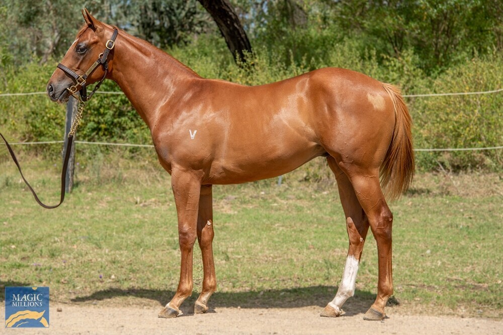 Star Turn x Eurostar Colt
