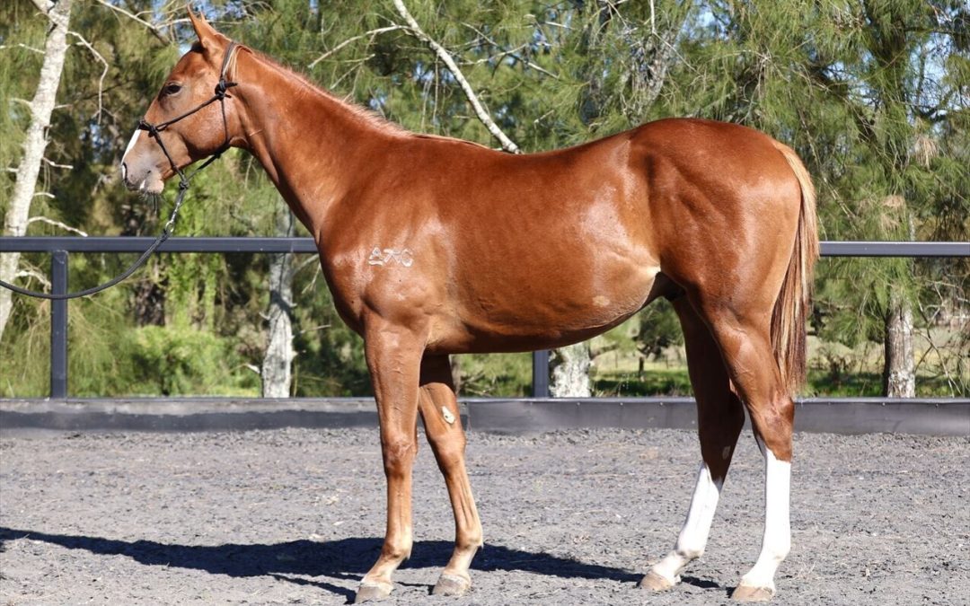 Star Turn X The Cyprian Gelding
