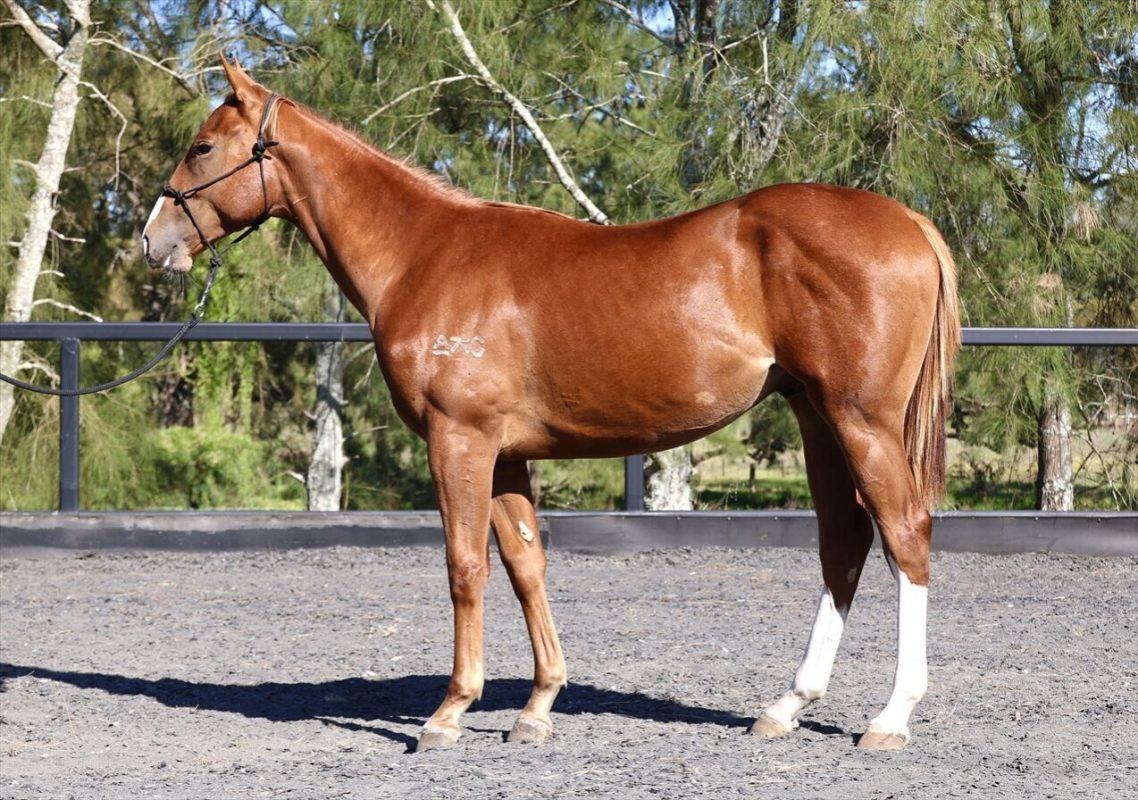 Star Turn X The Cyprian Gelding