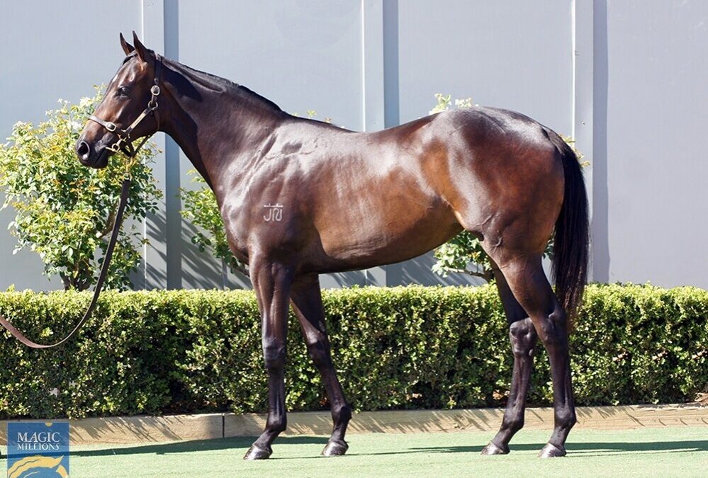 D’Argento x Because We All Can Filly
