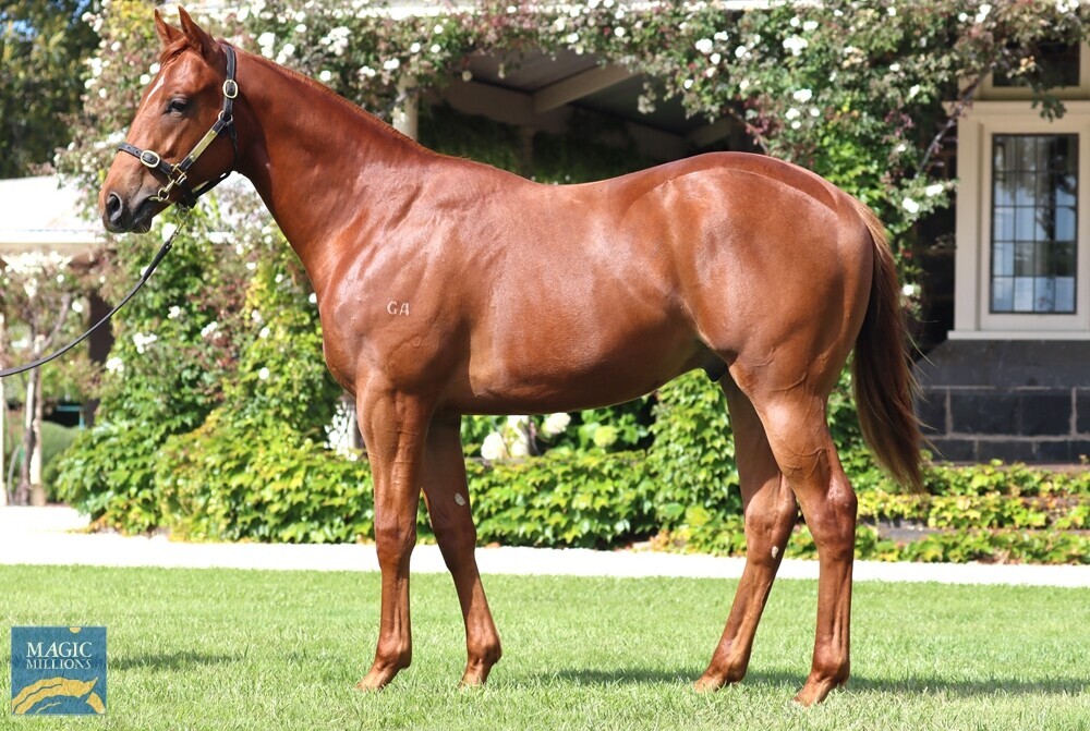 Encryption X Lope De Lady Gelding