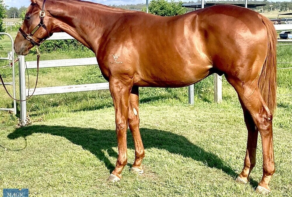Churchill X Espelette Gelding