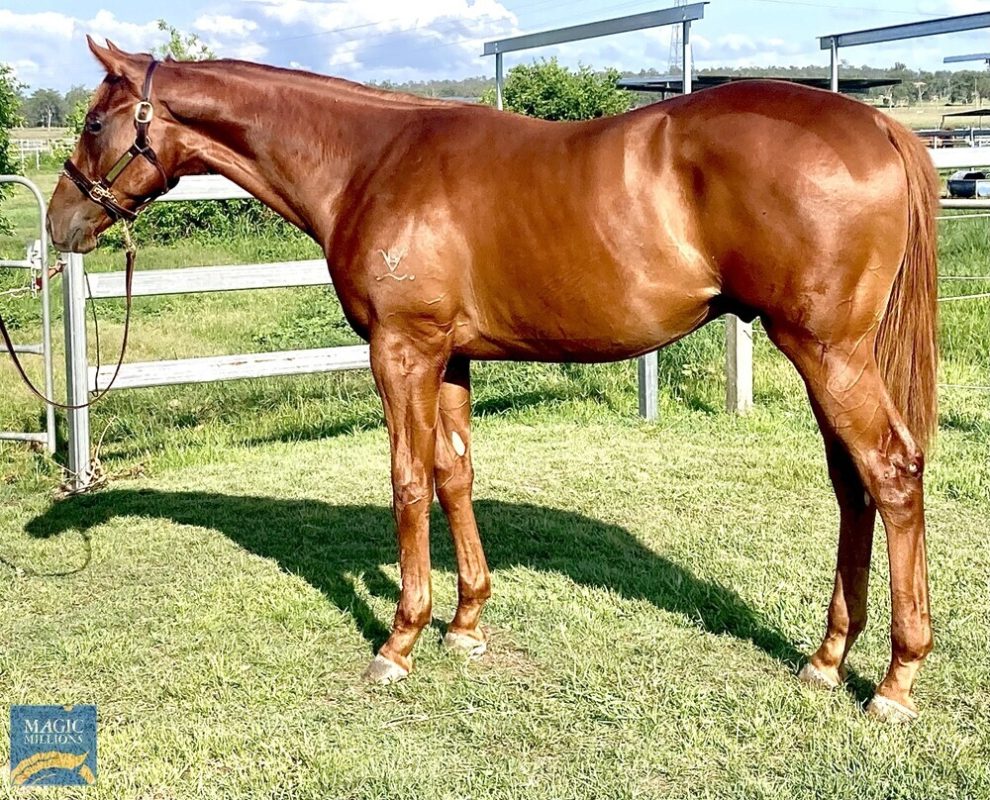 Churchill X Espelette Gelding
