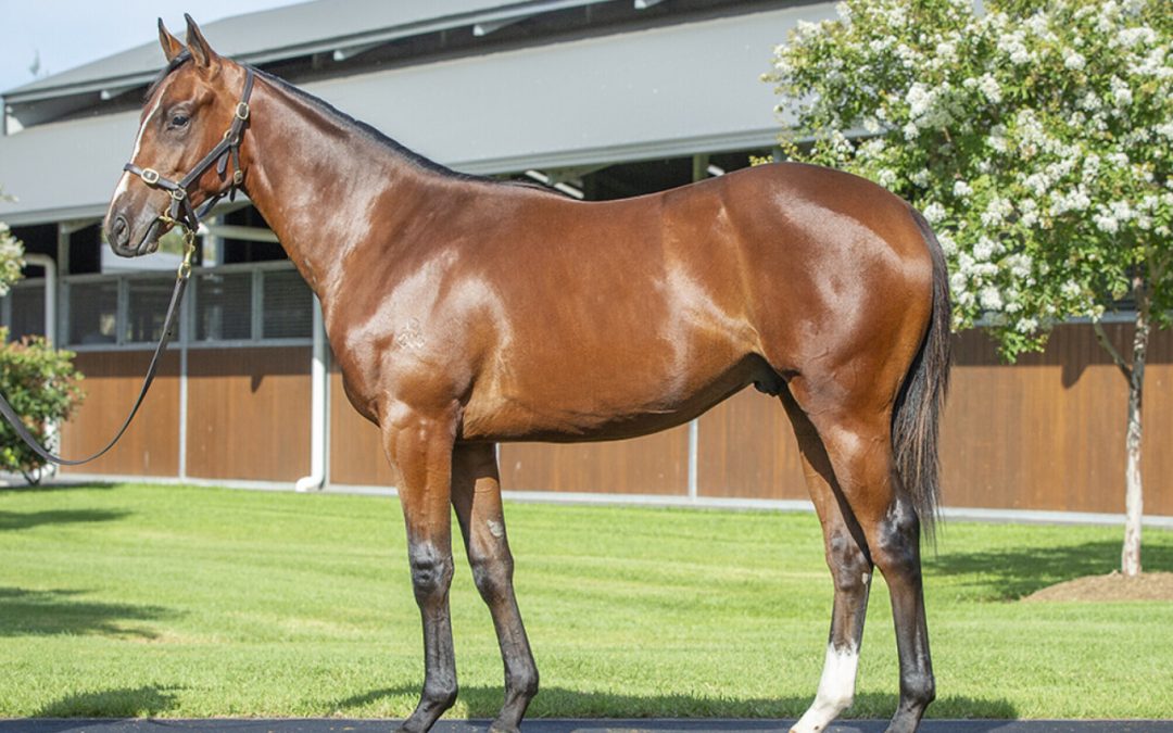 Admire Mars X Taste Of Honey Gelding