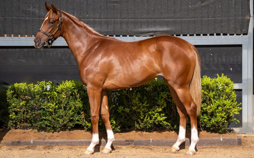 The Autumn Sun X Amberio Filly