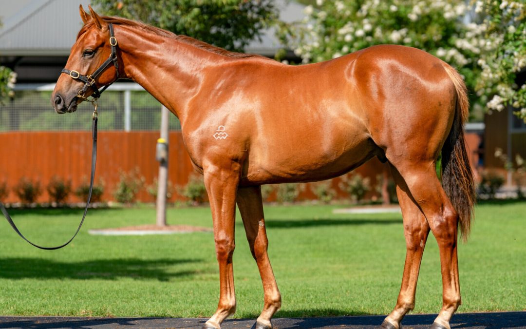 Admire Mars X Didn’t Mention It Gelding