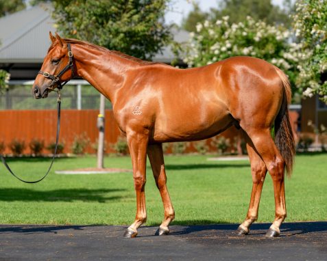 Admire Mars X Didn't Mention It Gelding