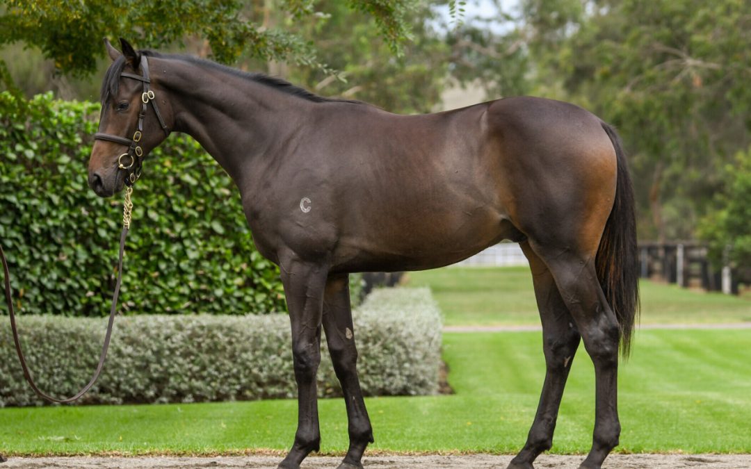 So You Think X Bullion Mansion Gelding