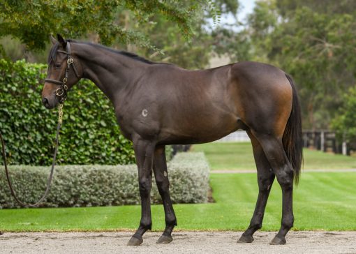 So You Think X Bullion Mansion Gelding