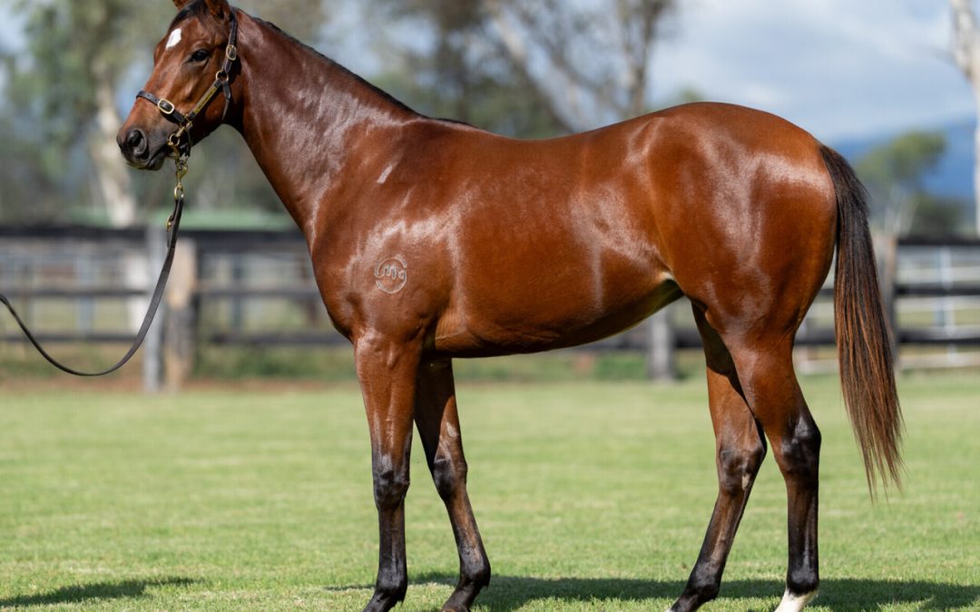 Farnan X Navigate Filly