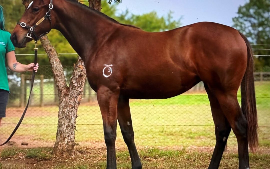 Harry Angel X Vincere Volare Filly