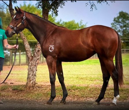 Harry Angel X Vincere Volare Filly