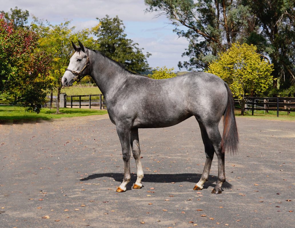 Headwater X French Filly