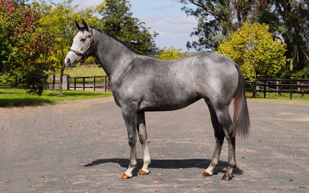 Headwater X French Filly