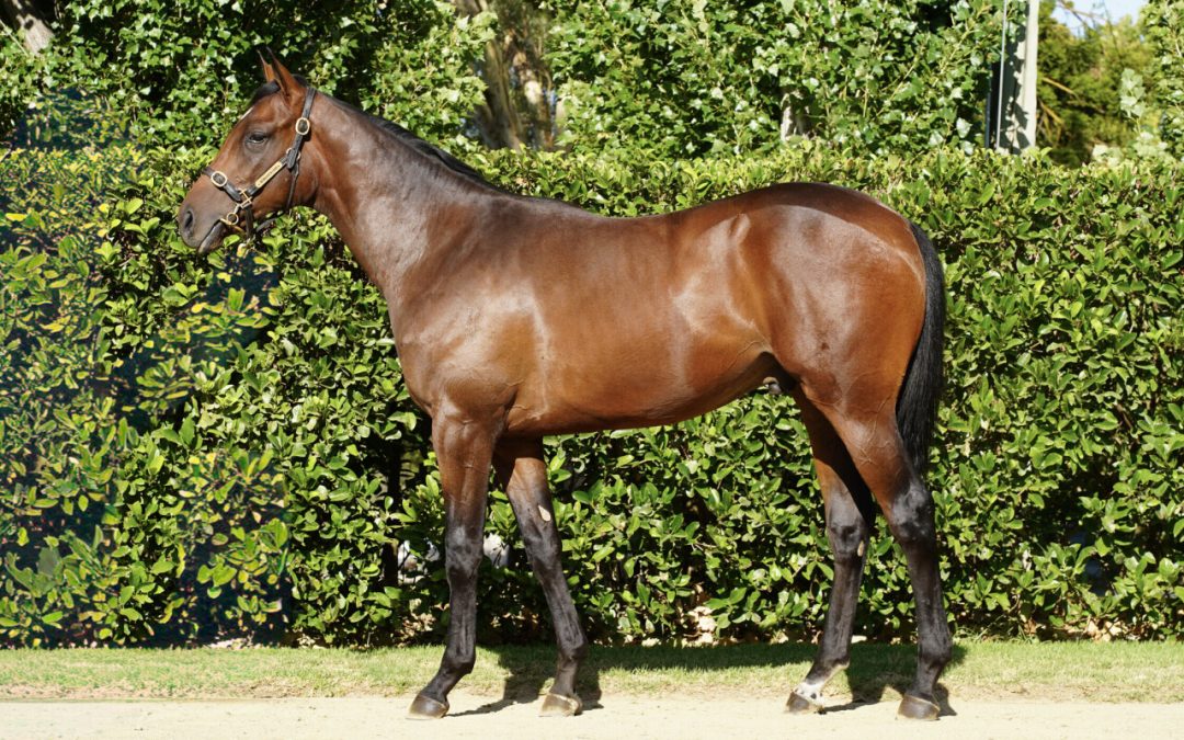 Cool Aza Beel X Yield Gelding