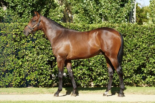 Cool Aza Beel X Yield Gelding