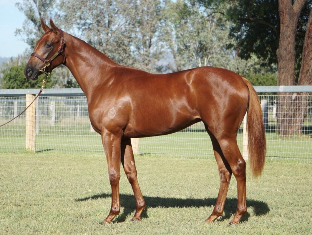 All Too Hard X Karata Filly